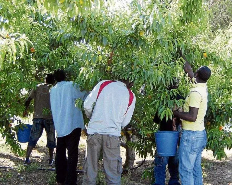 Batuda de la Inspecció de Treball en finques de fruita del Baix Segre