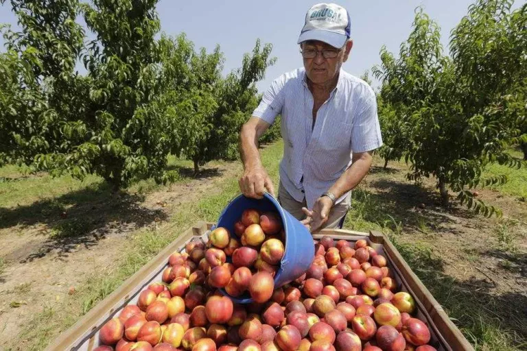 Front mediterrani pel règim de la fruita a la Unió Europea