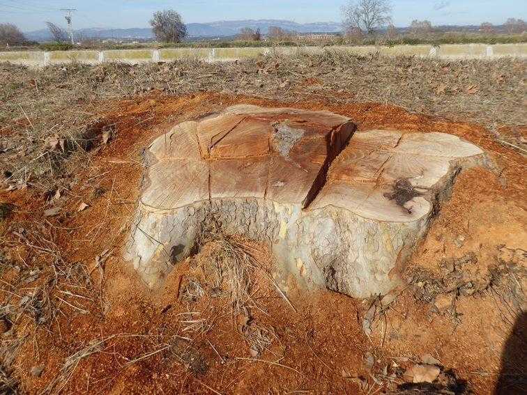 Estudien denunciar el Canal d’Urgell per la tala d’arbres a Agramunt