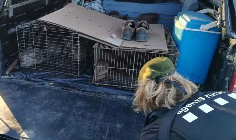 Denuncien dos caçadors per repoblar conills