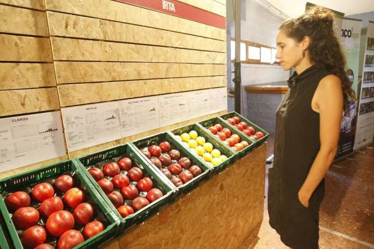 L’IRTA destaca el valor de conèixer varietats de fruita