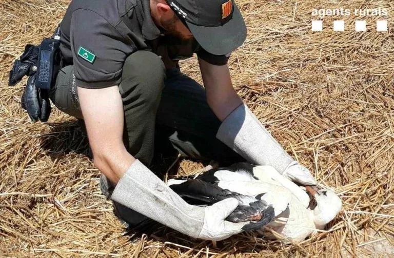 Rescaten una cigonya ferida a Vallfogona