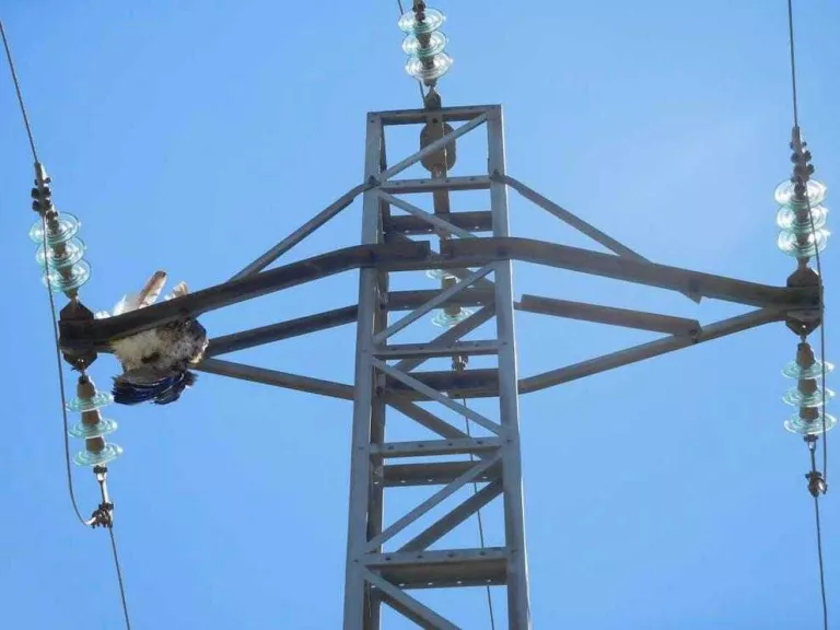 La Noguera, punt negre amb més de 100 aus electrocutades