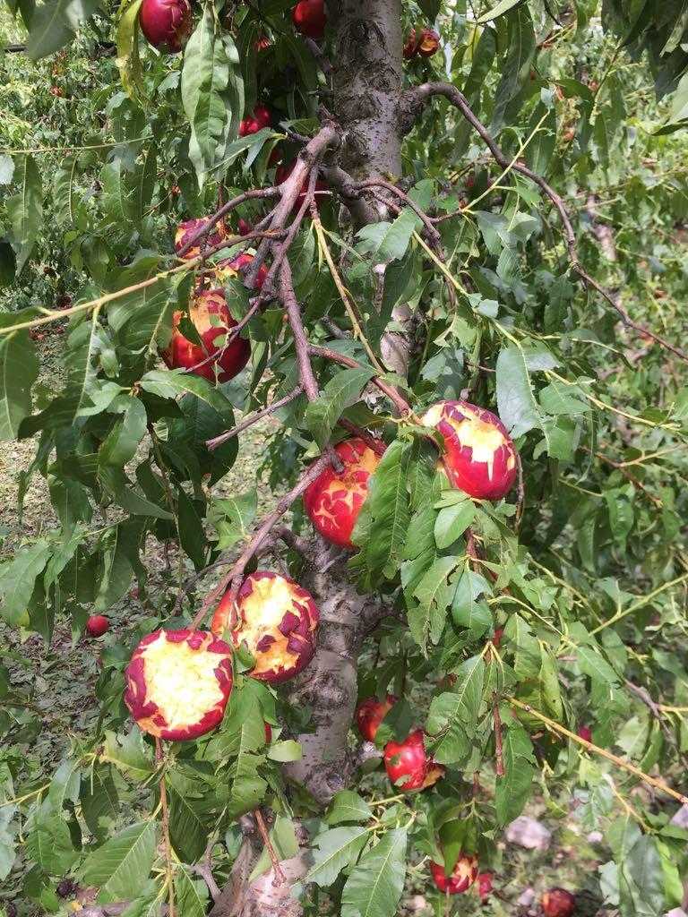 Les indemnitzacions d’Agroseguro sumen el 10% de la collita de fruita