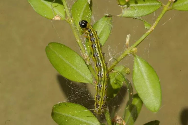 Plaga d'erugues als boscos de boix d'Aran