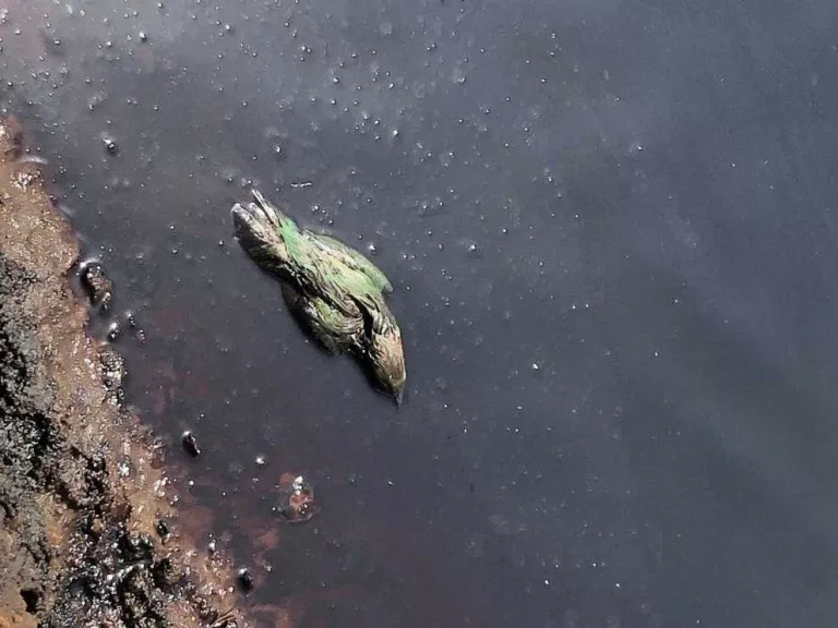Reclamen buidar les basses denunciades a Soses