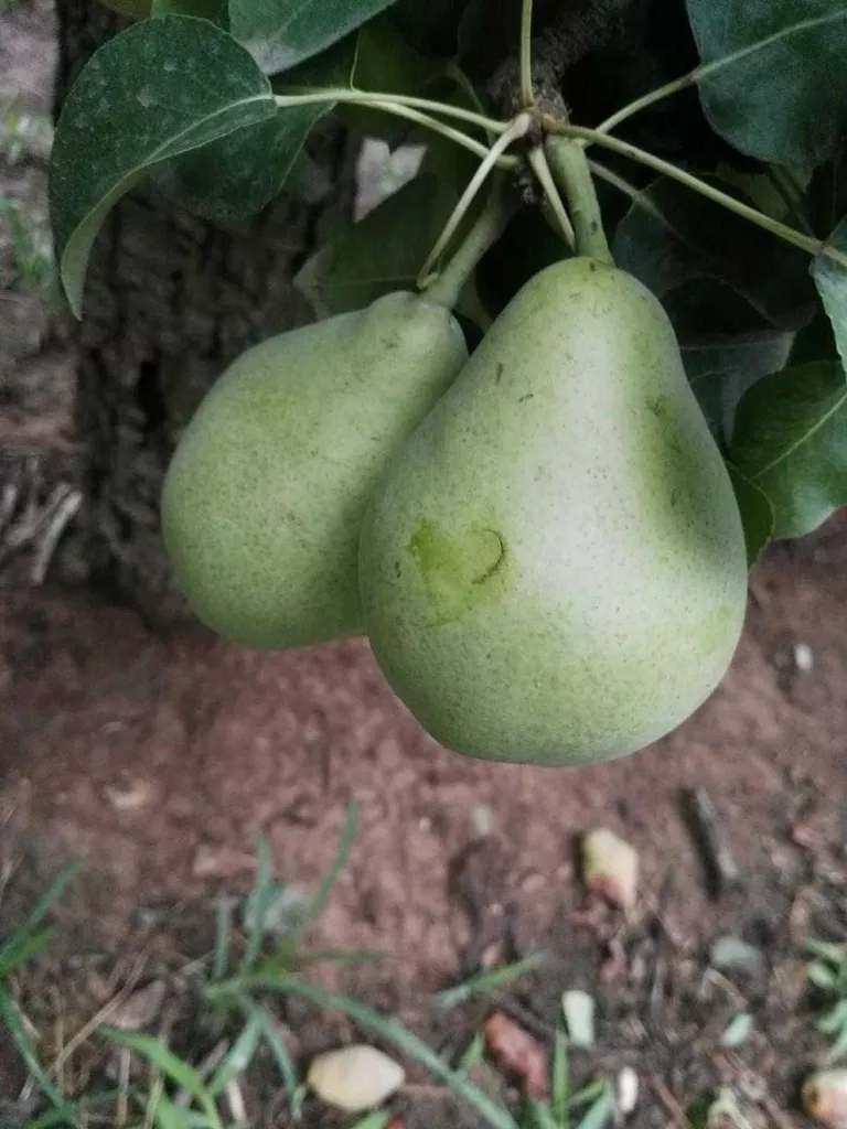 La calamarsa fa malbé pera i poma a les Garrigues