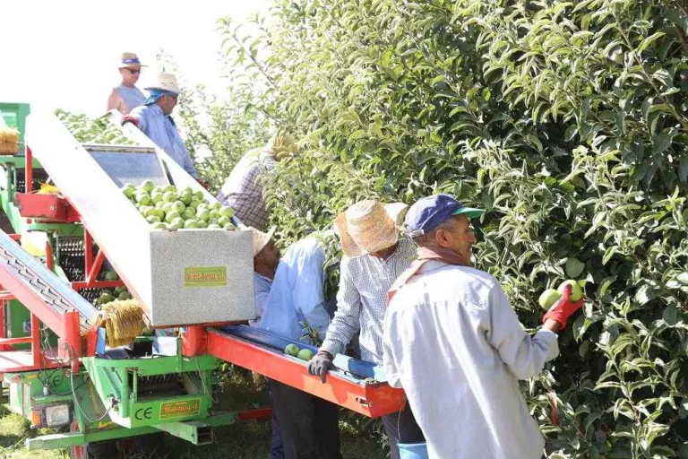 Les llars amb jubilats compren el 30% de la fruita