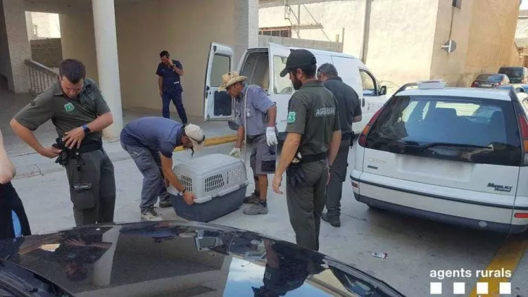 Ordre judicial per poder rescatar un gos a Linyola
