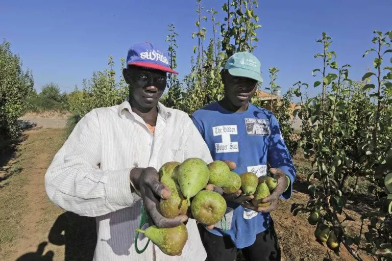 Lleida recull les primeres peres conference marcades pels bons calibres del fruit