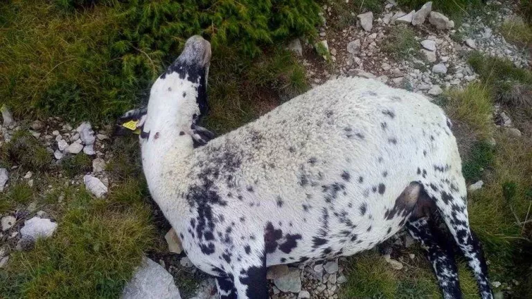 Denuncien més de 50 ovelles mortes pel llop a Odèn