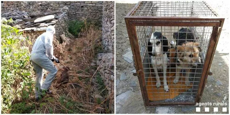 Traslladen 4 gossos a la gossera de Tremp al morir la propietària