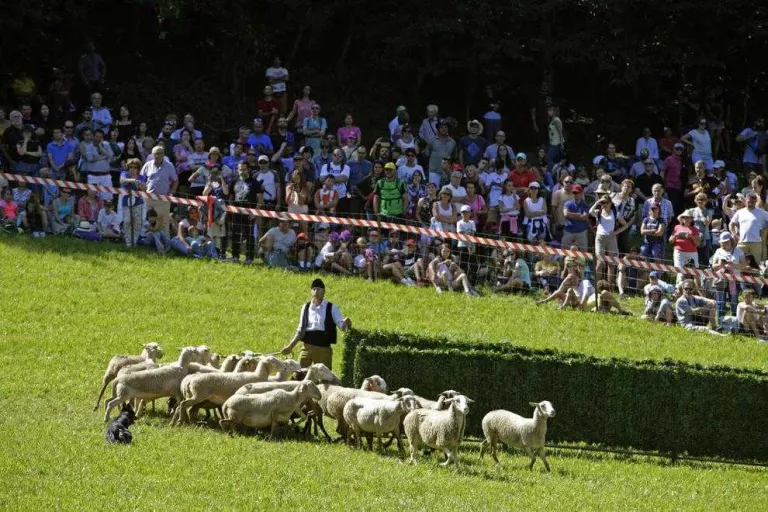 Pastors d’estrena en el concurs de gossos d'atura de Llavorsí