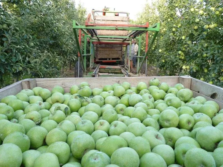 Agroseguro incrementa el preu màxim assegurable de la fuji i de la pink lady