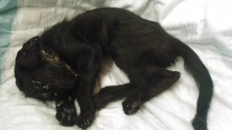 Denuncien la mort d'un gat per abandó