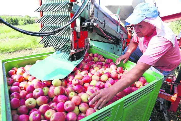 La cistella de la compra, el que més ha pujat aquest any