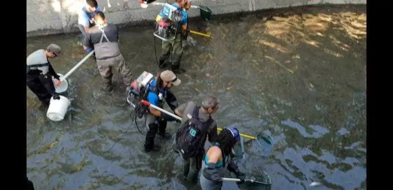 Rescatades 3.760 truites al canal de Sossís
