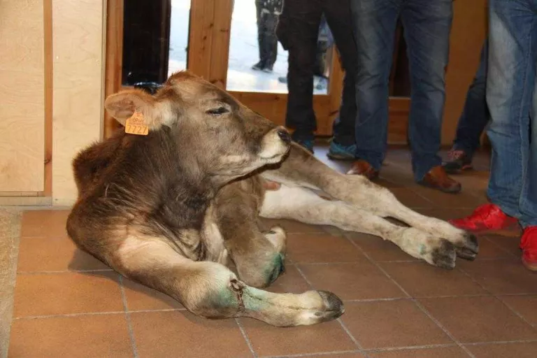 Denuncien la protesta ramadera de Llavorsí per mal tracte animal
