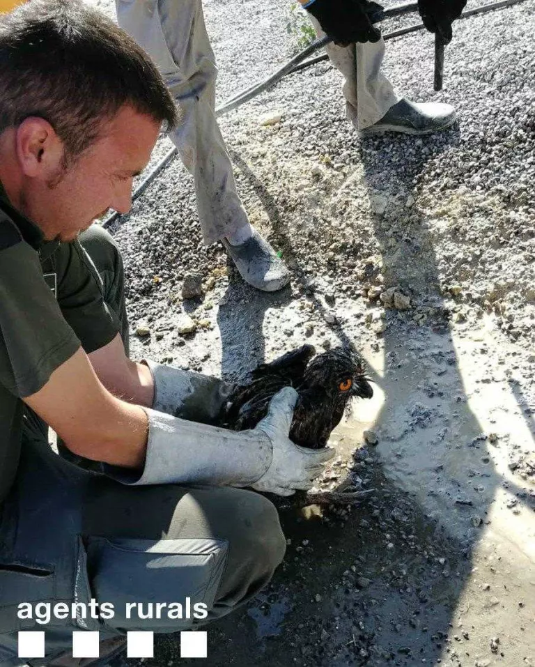 Rescaten un mussol d’una bassa de purins de la Floresta