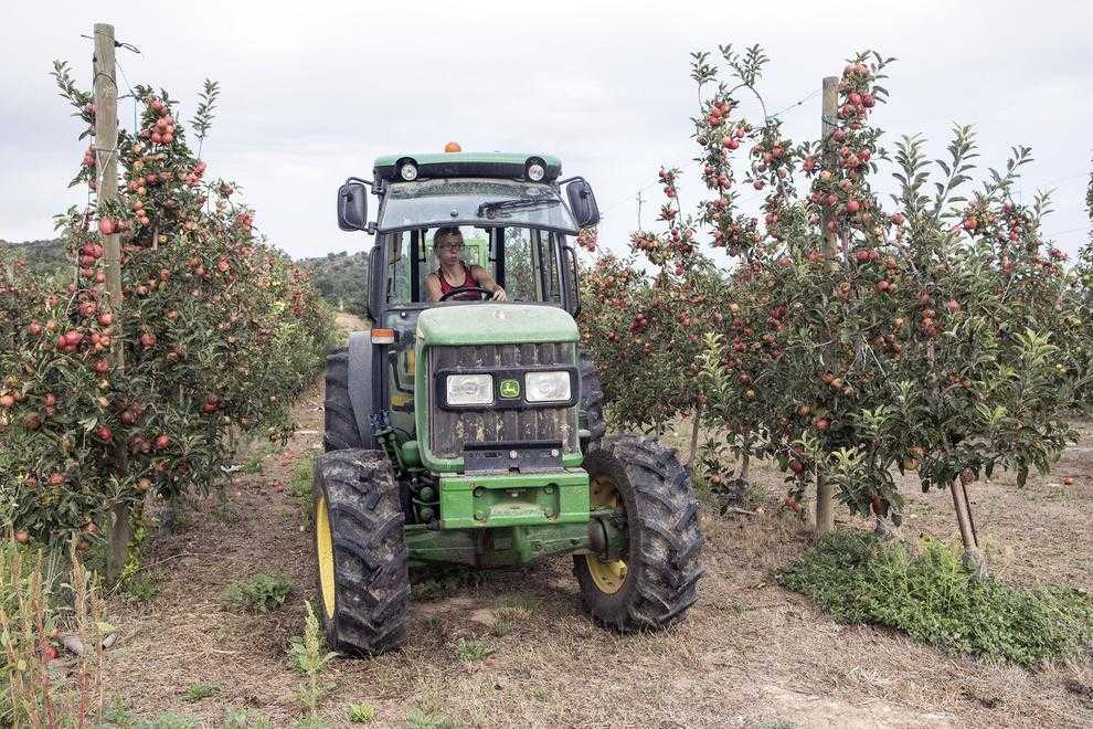 Sanaüja produeix quaranta tones de poma amb al Segarra-Garrigues