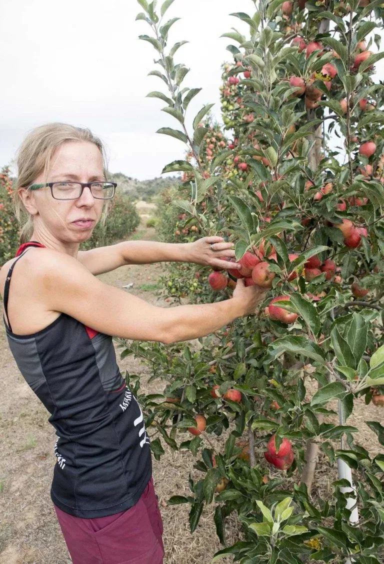 Sanaüja produeix quaranta tones de poma amb al Segarra-Garrigues