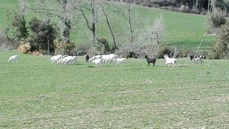 Agricultura autoritza a abatre les cabres assilvestrades denunciades a Oliana