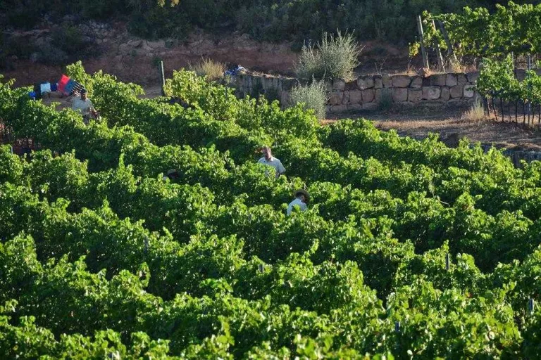 Comença la verema al celler Clos Pons