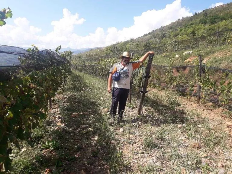 Primer vi procedent de vinyes al peu del Cadí-Moixeró