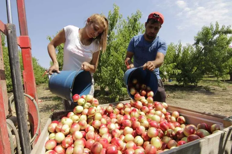 Préssec i nectarina quadrupliquen el preu des del camp fins a la taula