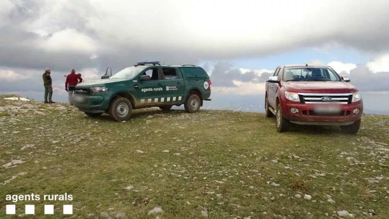Investiguen l’atac de tres gossos a 600 ovelles