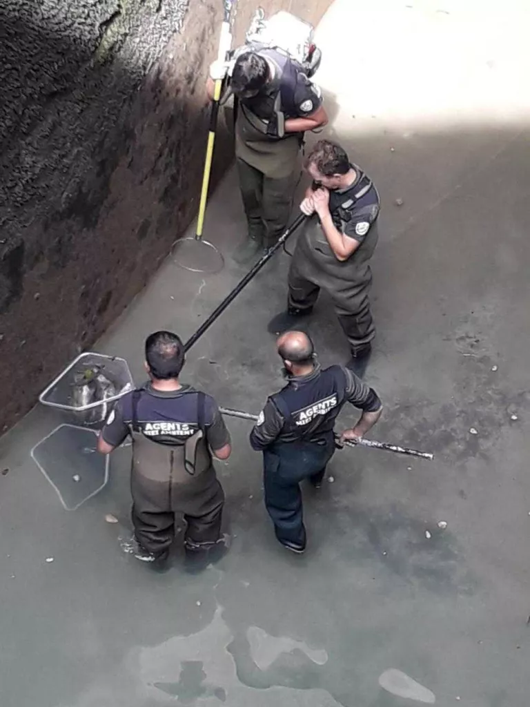 Rescaten més de 1.200 peixos per fer obres a la presa de Bossòst
