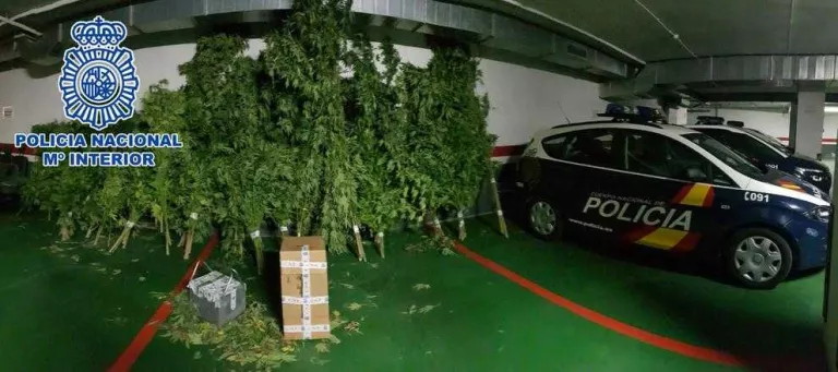 Detingut per una plantació de 'maria' en una granja a Mollerussa
