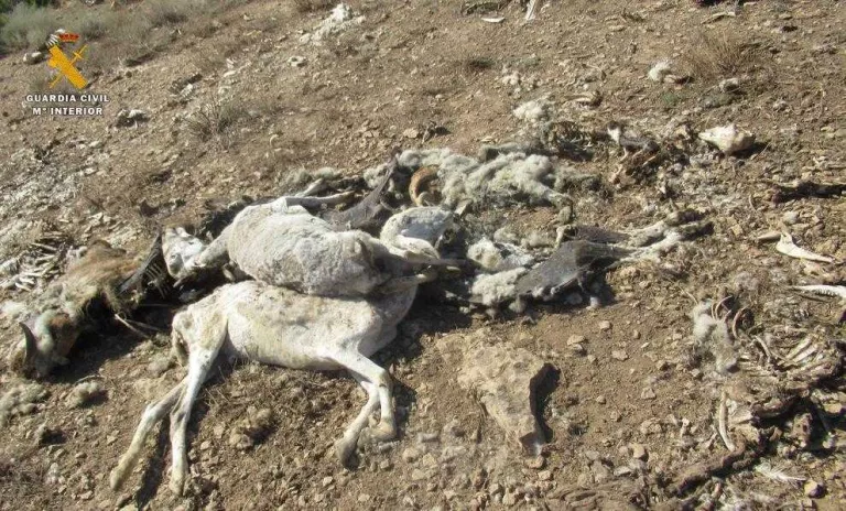Arresten un ramader a Ontinyena per maltractament animal