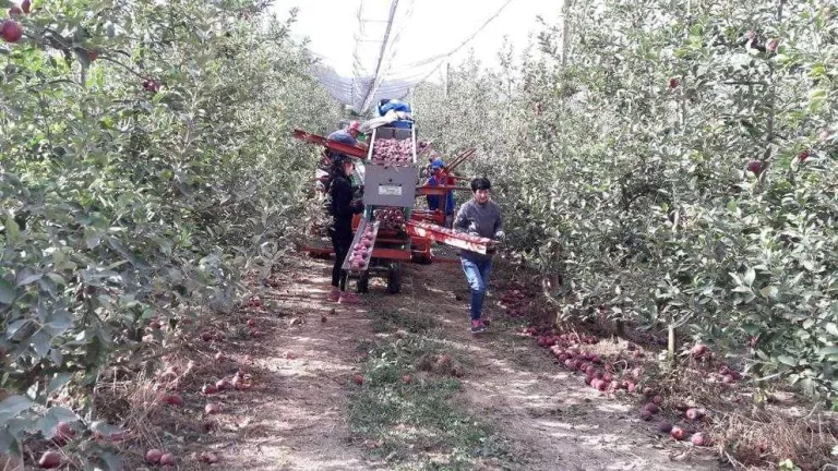 Fruits de Ponent ja recull pomes de muntanya