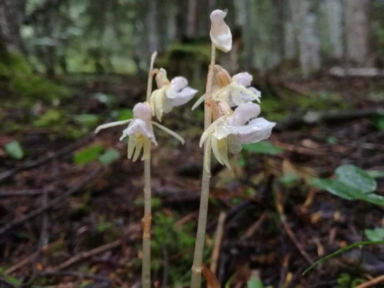 Orquídia singular a Lleida