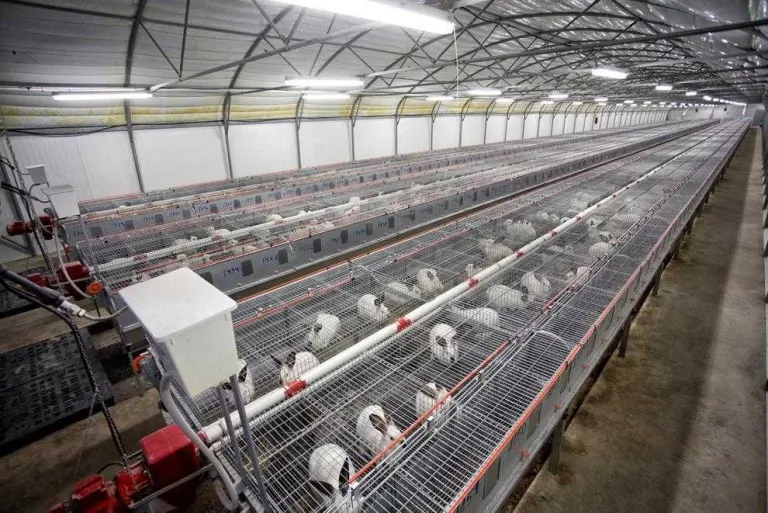 El sector del conill, en crisi malgrat la pujada de preus