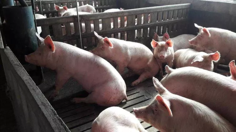 La renda agrària catalana creix un 25% el 2017, fins als 2.145 milions