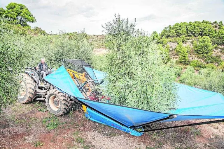“La importació d’oli sense aranzels en castiga el preu”