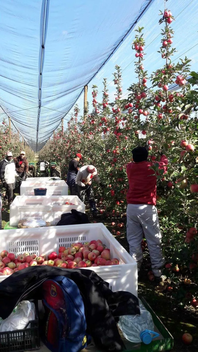 La collita de pink lady arribarà a les 5.500 tones