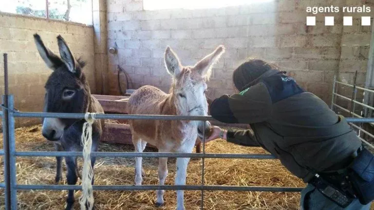 Troben dos burros abandonats a Tremp