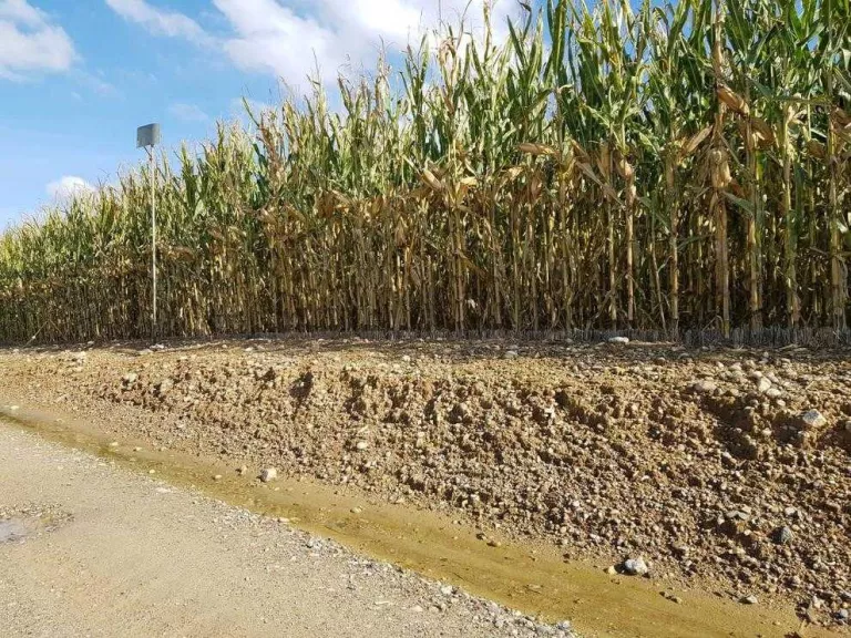 Les pluges impedeixen plantar alguns cereals i també collir el panís