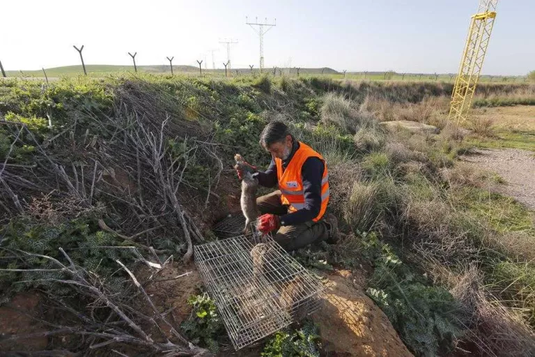 Agricultura autoritza caçar conills en 59 vedats de sis comarques per reduir danys al camp