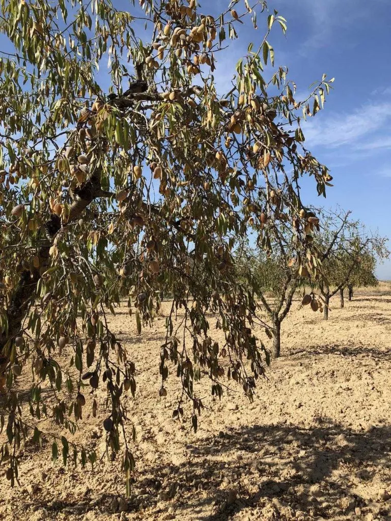 Lleida perd 10,7 milions en ajuts per a la fruita seca