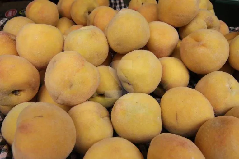 Agricultura veu irregulars el 80% de contractes de fruita