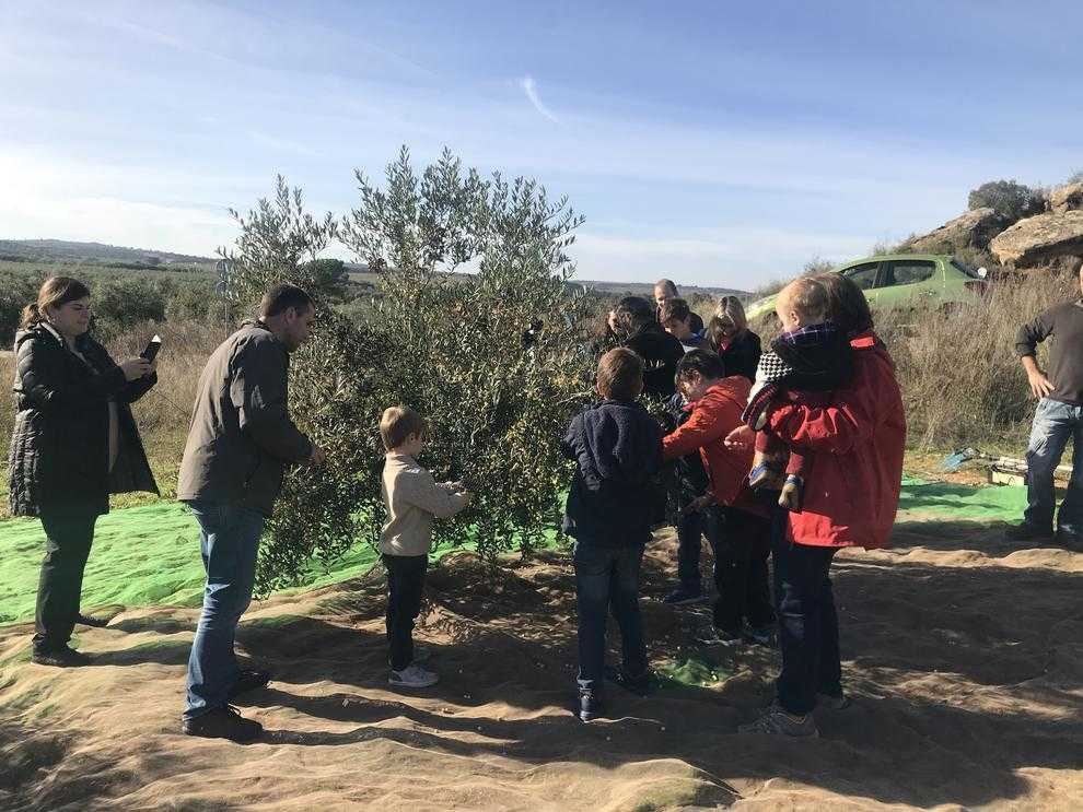 Belianes i Castelldans es bolquen en les seues fires de l’oli amb 11.000 quilos venuts