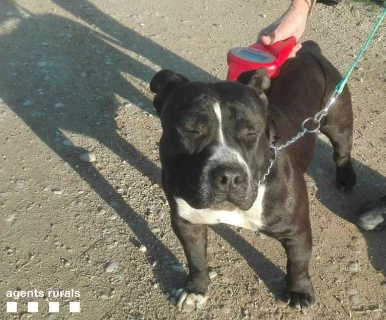 Capturen dos gossos abandonats a Rosselló