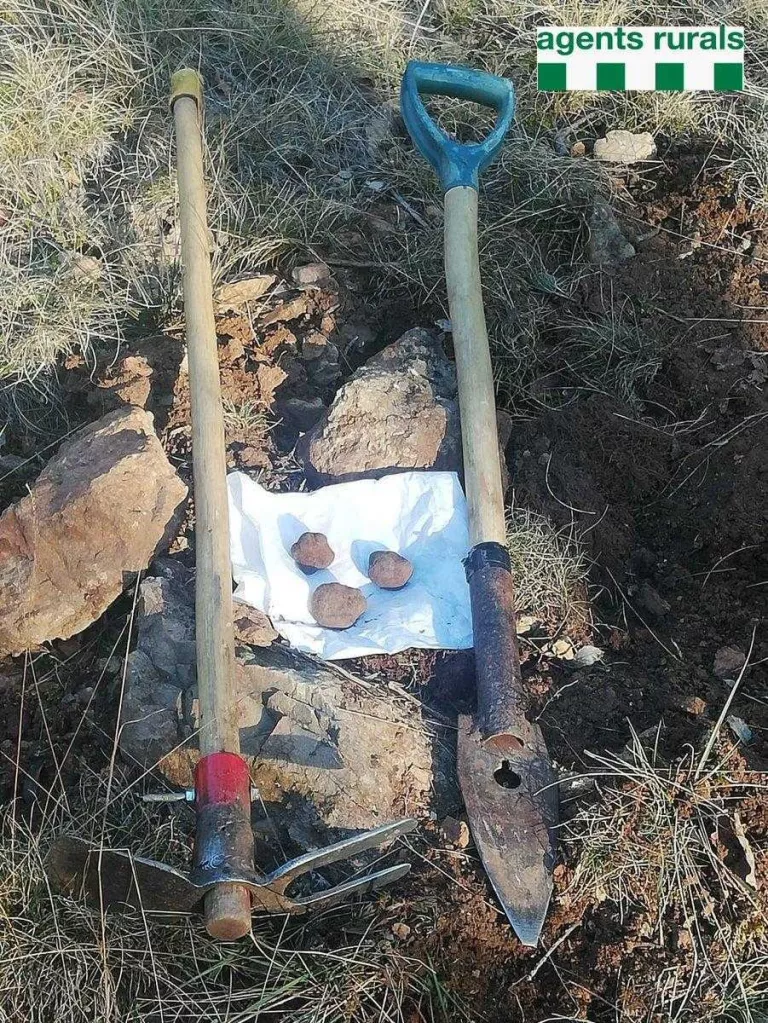 Agents Rurals denuncien un furtiu de la trufa a l'Alt Urgell