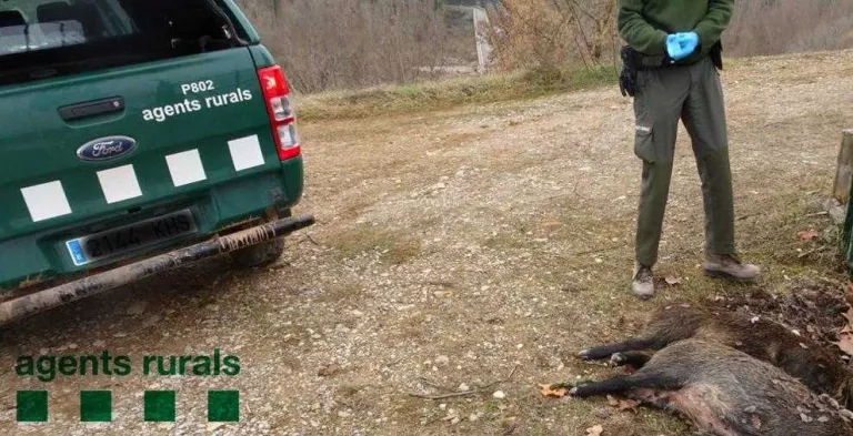 Moren ofegats dos senglars al canal de Gavet, al Pallars Jussà