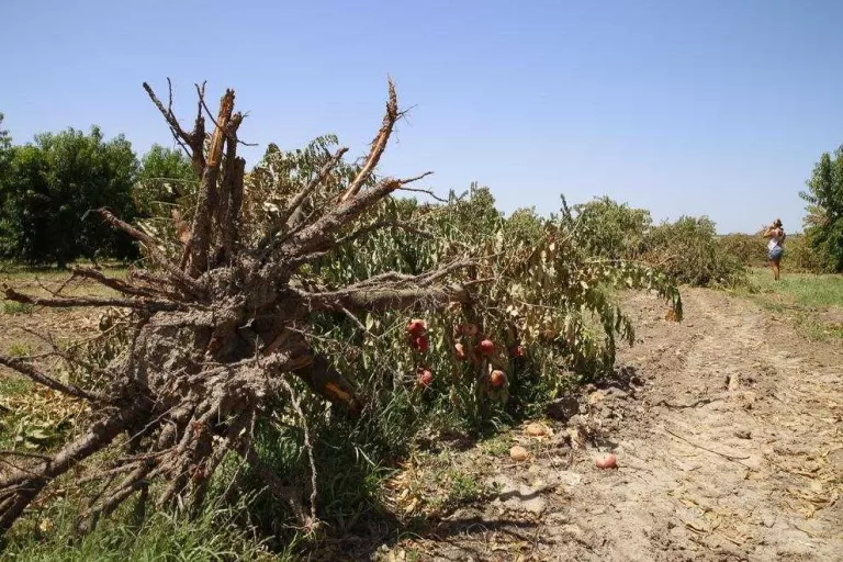 Catalunya, lluny del mínim per a l'arrancada de fruiters