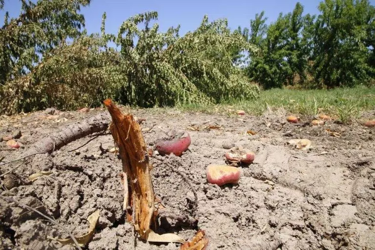 Catalunya podrà accedir al pla d’arrancada de fruiters